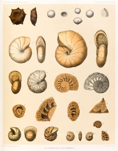 Thurammina-Cyclammina (Foraminifera PL. XXXVII)? z ?The Voyage of HMS ?Challenger?1873-76? publikováno v roce 1884 od A.T. Hollick