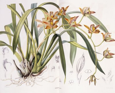 Giant Iridorchis, 1867 od A. J. Wendel