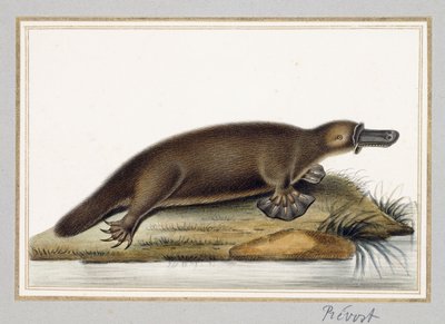 Platypus kachnozobý od A. Prevost