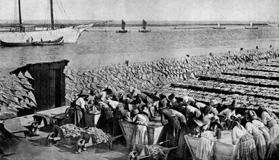 Množství tresky sušené na slunci v Aveiro u ústí řeky Vouga, Portugalsko, 30. léta 20. století od A. W. Cutler