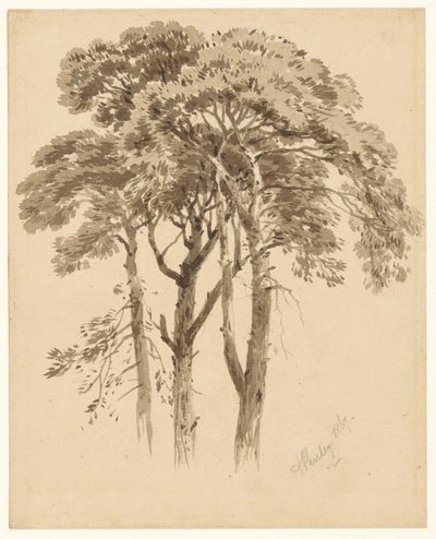 Studie tří borovic od Aaron Edwin Penley
