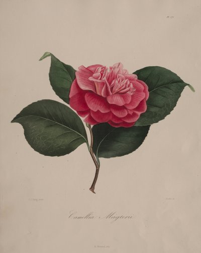 Ikonografie rodu kamélie: č. 171 od Abbé Laurent Berlèse