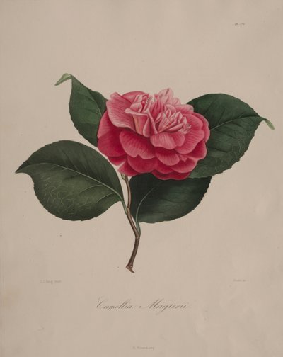 Ikonografie rodu kamélie: č. 171, 1839-1843. od Abbé Laurent Berlèse