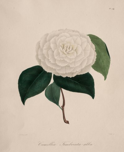 Ikonografie rodu kamélie: č. 194 od Abbé Laurent Berlèse