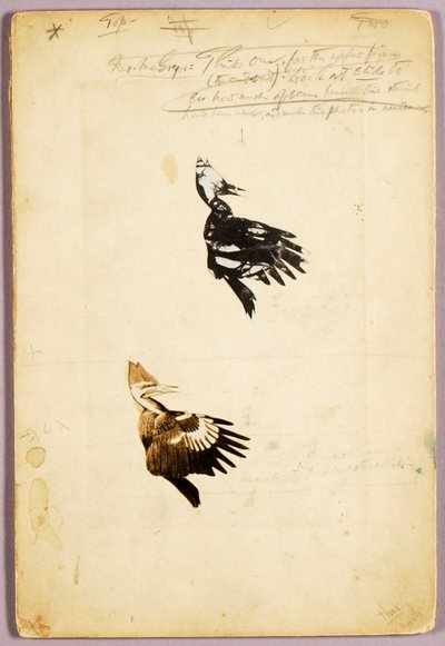 2 šablony Rush, studijní složka ke knize Skrývání zbarvení v živočišné říši od Abbott Handerson Thayer