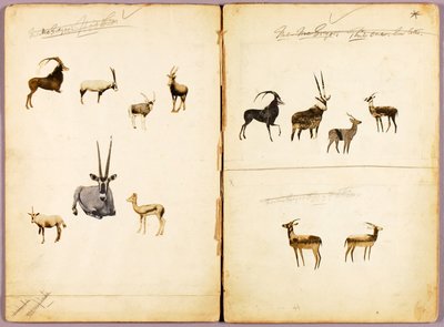 Antilopy, studijní složka ke knize Skrývání zbarvení v živočišné říši od Abbott Handerson Thayer