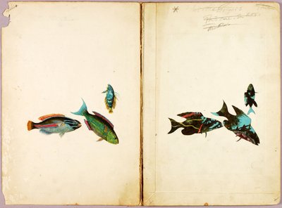 RYBY, studijní složka ke knize Concealing Coloration in the Animal Kingdom od Abbott Handerson Thayer