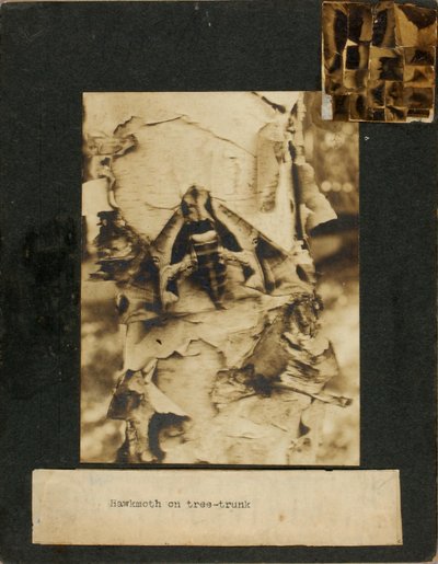 Jestřábník na kmeni stromu, studijní složka ke knize Skrývání zbarvení v živočišné říši od Abbott Handerson Thayer