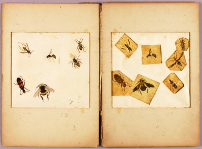 INSEKTEN--Farbig (Beste Hummeln...), Studienmappe für das Buch Concealing Coloration in the Animal Kingdom od Abbott Handerson Thayer