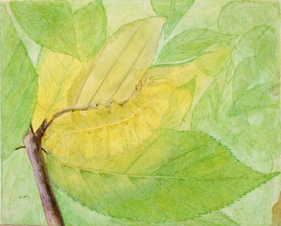 „Lunární housenka“, studie pro knihu „Maskovací zbarvení v říši zvířat“ od Abbott Handerson Thayer