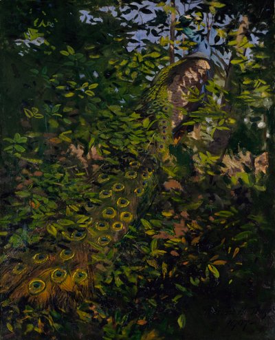 Páv v lese, studie pro knihu Concealing Coloration in the Animal Kingdom od Abbott Handerson Thayer