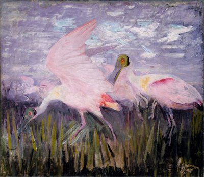 Lžičáci růžoví, studie ke knize Skrývání zbarvení v živočišné říši od Abbott Handerson Thayer
