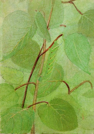 Caterpillar Sphinx, studie pro knihu Concealing Coloration in the Animal Kingdom, n.d. od Abbott Handerson Thayer