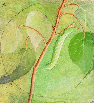 Caterpillar Sphinx, studie pro knihu Concealing Coloration in the Animal Kingdom, n.d. od Abbott Handerson Thayer