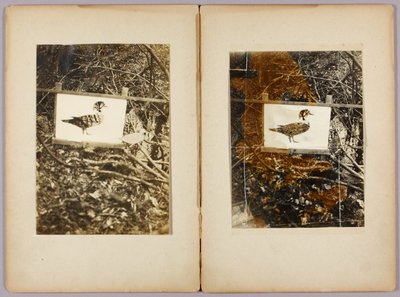 Šablony kachen, studijní složka ke knize Skrývání zbarvení v živočišné říši od Abbott Handerson Thayer