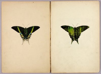Můra uranie, složka studií ke knize „Ochranné zbarvení v živočišné říši“ od Abbott Handerson Thayer