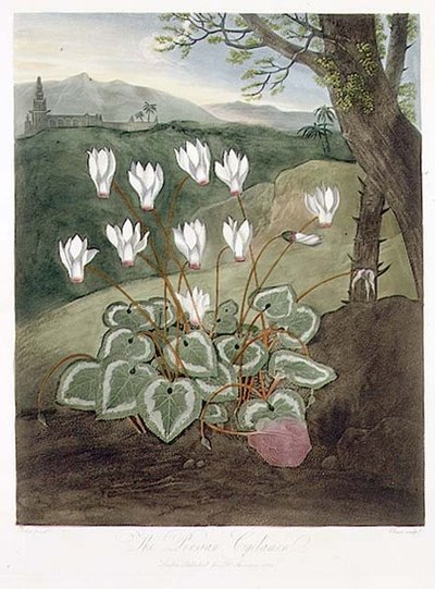 Perský Cyclamen, vyrytý Elmesem, z 