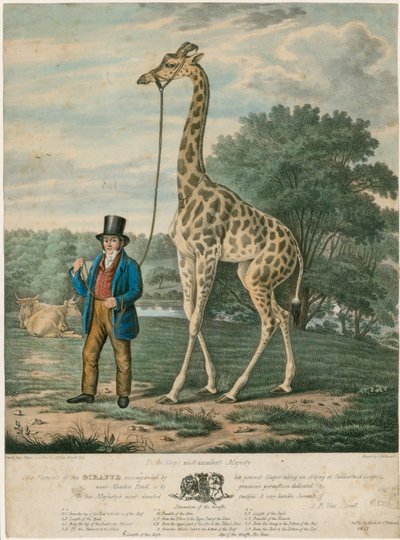 Portrét žirafy, 1827 od Abraham Bruiningh van Worrell
