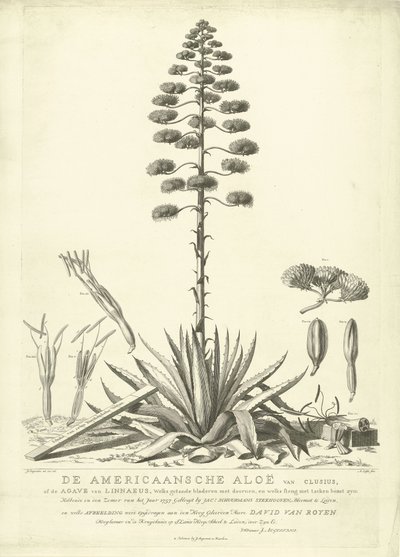 Kvetoucí americká aloe, 1757 Americká aloe Clusiova nebo agáve z Linného (...) Rozkvetlé v létě roku 1757 od Jac: Schuurmans Stkehooven, květinář v Leidenu (název na předmětu) od Abraham Delfos