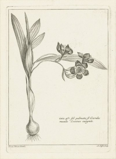 Ixia od Abraham Delfos