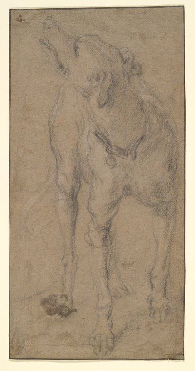 Studie psa od Abraham Hondius