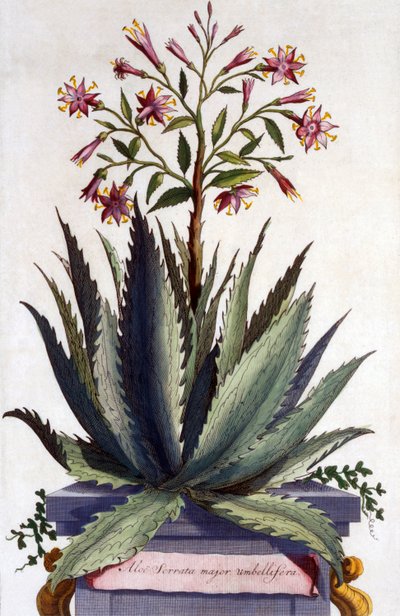 Aloe Serrata major umbellifera, z 