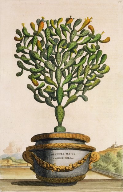 Opuntia Maior Augustifolia, z knihy Phytographia Curiosa, vydané v roce 1702 od Abraham Munting