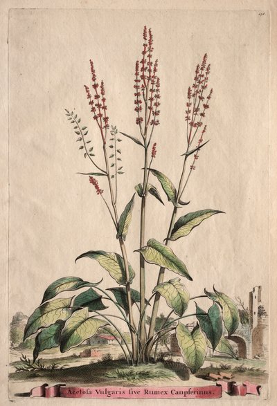 Phytographia Curiosa: Acetosa Vulgaris sive Rumex Canpferinus. od Abraham Munting