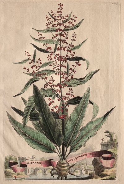 Curious Phytography: True Britannia of the Ancients od Abraham Munting