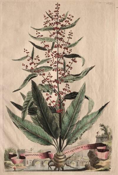Podivuhodná fytographia od Abraham Munting