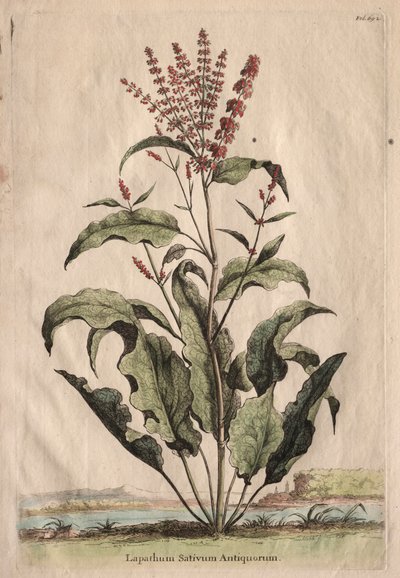 Phytographia Curiosa: Lapathum Sativum Antiquorum. od Abraham Munting