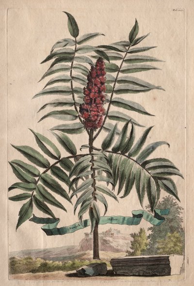 Phytographia Curiosa: Sumach Arbor od Abraham Munting