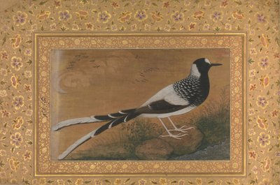 Spotted Forktail, Folio z alba Shah Jahan, recto: ca. 1610-15, ca. 1540. od Abu al Hasan