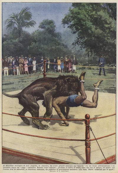 V americké zoologické zahradě v Los Angeles se odehrál zápas mezi lvem a lvem? od Achille Beltrame