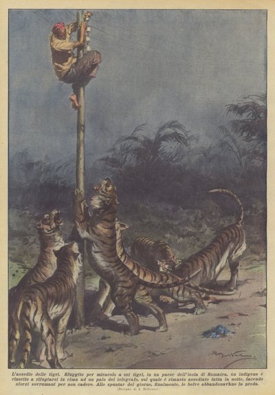 Obléhání tygrů od Achille Beltrame