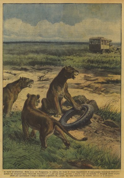 Zvířata se baví od Achille Beltrame