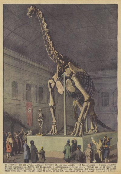 Kostra největšího suchozemského zvířete, které kdy existovalo, brachiosaura? od Achille Beltrame