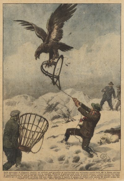V horách Coggiola (Biella) mohl mladý muž chytit do pasti krásného orla skalního. od Achille Beltrame