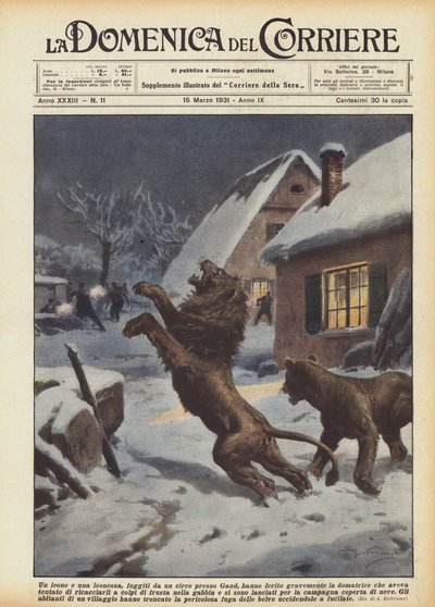 Z cirkusu poblíž Gentu utekl lev a lvice a vážně zranil krotitele lvů. od Achille Beltrame