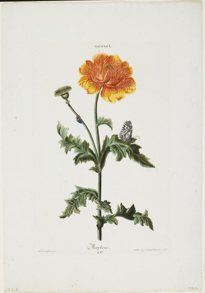 Papauer I. 106. Morpheus, z Hortus Nitidissimis, 1773 (ručně kolorovaná rytina) od Adam Louis Wirsing