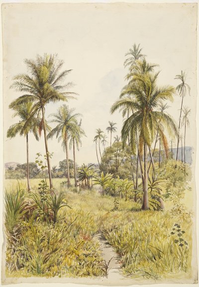 Palmy, Colima (akvarel) od Adela Breton