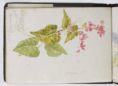Náčrt akvarelů, kreseb a poznámek, Mexiko, 1896-1898 (akvarel) od Adela Breton