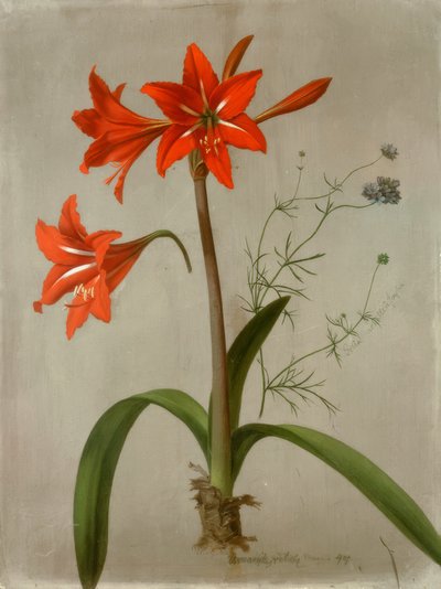 Amaryllis a Gilia od Adolf Senff