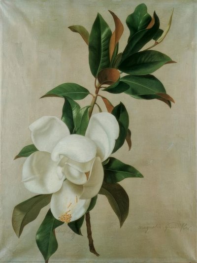 Magnolie od Adolf Senff