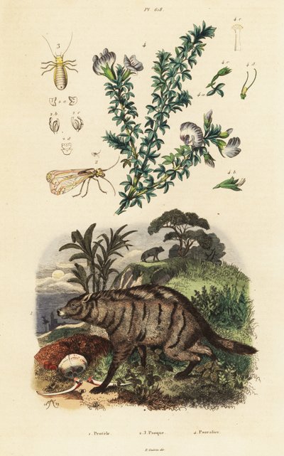 Aardwolf, arabský hrášek a veš. od Adolph (after) Fries