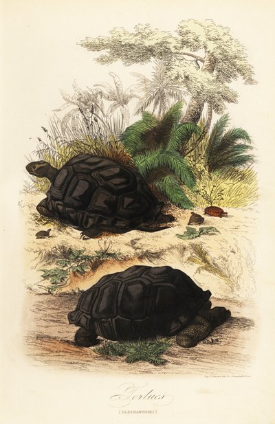 Aldabra obří želva, Aldabrachelys gigantea, zranitelná od Adolph (after) Fries