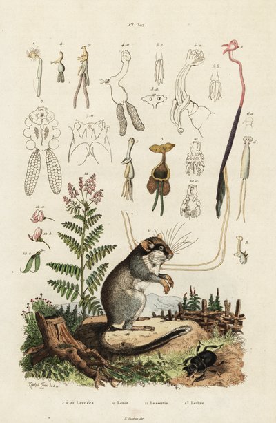Plch, klanonožci a brouk. ,1834-1839 (rytina) od Adolph (after) Fries