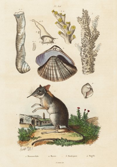 Sloní rejsek, škeble a korály., 1834-1839 (rytina) od Adolph (after) Fries
