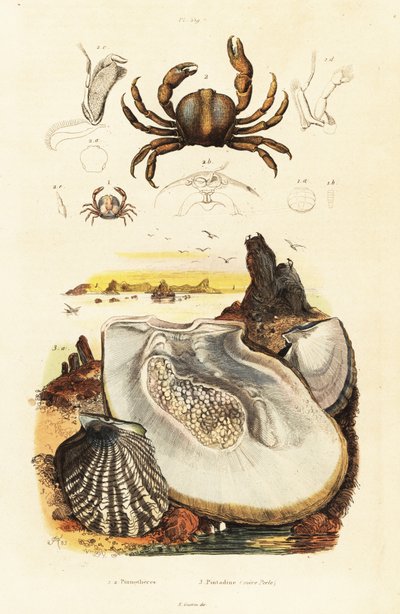 Pin krabi a perlová ústřice., 1834-1839 (rytina) od Adolph (after) Fries
