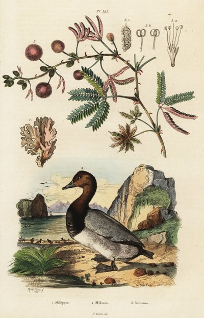 Mořský zázvor, pochla a citlivá rostlina. ,1834-1839 (rytina) od Adolph (after) Fries